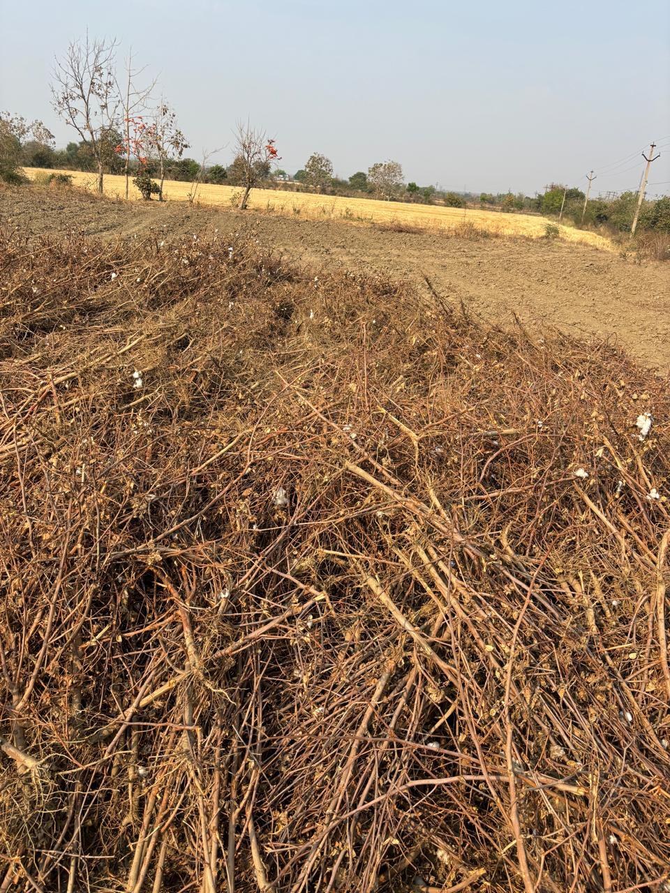 Agricultural biomass collected for project use