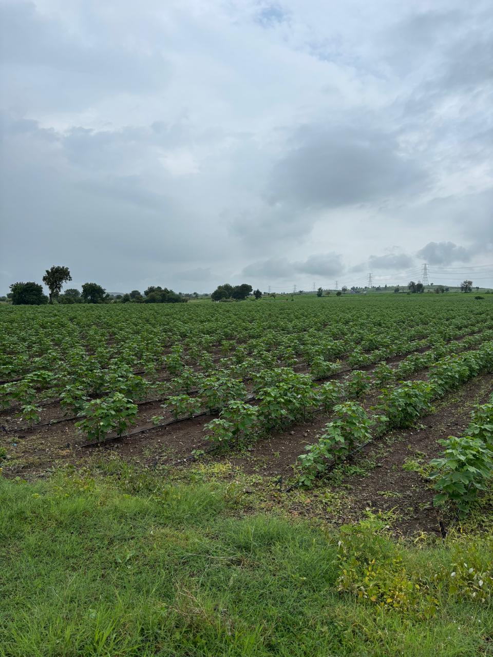 Rows of cotton crops in a field